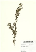 藏品(裂葉月見草)的圖片